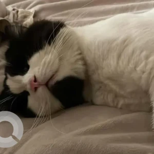 A Black and White Ragdoll Cat Missing from Hakeempet, Nizam Colony