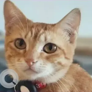 A White-Brown Mix Domestic Shorthair Cat Missing from Al Samhah - Al Samhah East Old