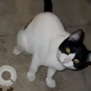 A Black and White Domestic Shorthair Cat Missing from 78 th street mirdif hills near carefour