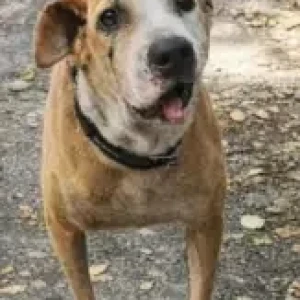 A White-Brown Mix Indie Dog Missing from Mumbai-2