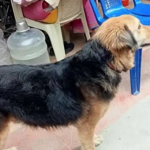 A Black and Brown Indie mix Dog Missing from Madhapur area-2