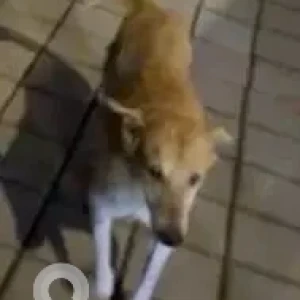 A White-Brown Mix Indie Dog Missing from Valeram Pooja 2 Building, Evershine Nagar-3