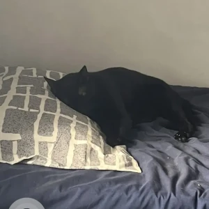 A Black Indie Cat Missing from Curlies Zululand Cottages, Anjuna-2