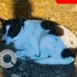 A Black and White Indie Dog Missing from Shubh Enclave