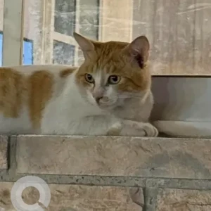 A White-Brown Mix Domestic Shorthair Cat Missing from Street 11b Mirdif