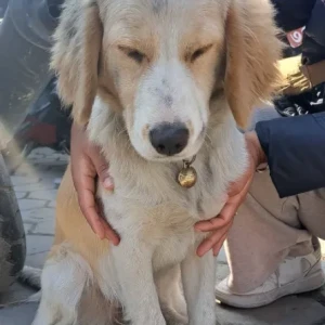 A White-Brown Mix Cocker Spaniel Dog Found from Saraswati Campus, Thamel