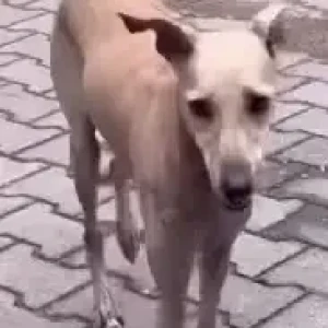 A White-Brown Mix Indie Dog Found from Alwarpet, Chennai