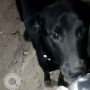 A Black Indie Dog Found from Sadhna Enclave, Malviya Nagar