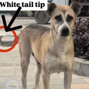 A Black and Brown Indie Dog Missing from Sector 65