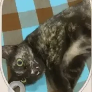 A Black and Brown Black Tortie Cat Missing from Gejjagalli, JP nagar-3