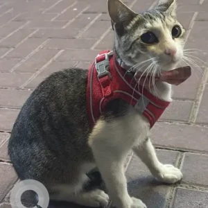 A Grey-White Mix Domestic Shorthair Cat Found from Dubai Investment Park