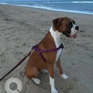 A White-Brown Mix Boxer Dog Missing from Adyar, Chennai-2