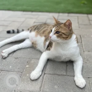 A White-Brown Mix Domestic Shorthair Cat Missing from District 10