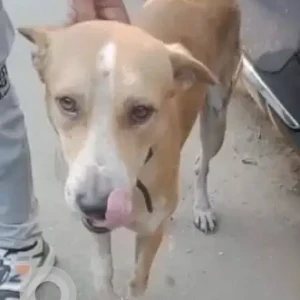 A White-Brown Mix Indie Dog Missing from Gate no. 3, Chembur