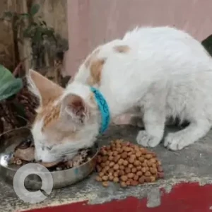A White-Brown Mix Indie Cat Found from Mini Bazaar, Hutchins Road