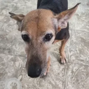 A Black and Brown Indie Dog Missing from Kasturibai Nagar, Adyar