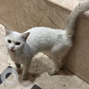 A White Indie Cat Found from Ghatkopat West, Zynova hospital