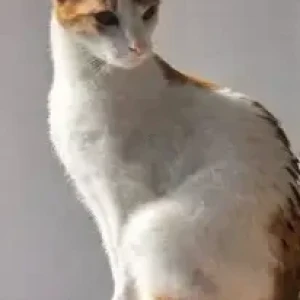 A White-Brown Mix Arabian Mau Cat Missing from Dubailand Residence Complex