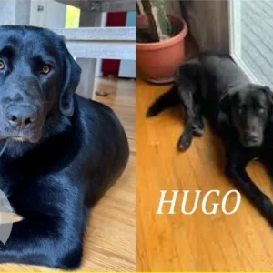 A Black Labrador Retriever/Great Pyreness Mix Dog Missing from Butterworth Road & Tully Road