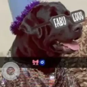 A Black Labrador Dog Missing from Sector 14 park, Dwarka-3