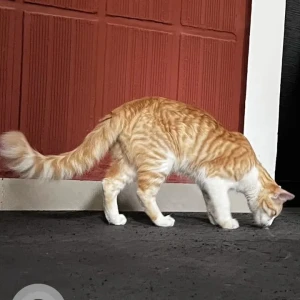 A Orange Ginger cat Cat Found from C block , AECS layout , Kundalahalli-2