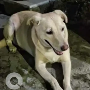A White-Brown Mix Indie and Labrador cross Dog Missing from RK Puram Sector 3, New Delhi
