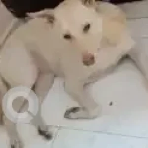 A White Labrador cross Dog Found from Chennai