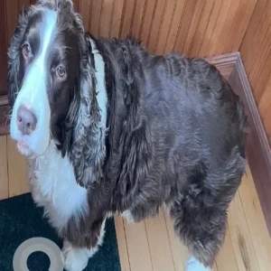 A Black and White English Springer Spaniel Dog Missing from Bass Ridge Golf Course