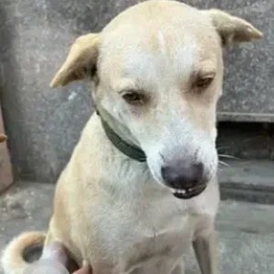 A White-Brown Mix Indie Dog Found from Udupi Grand