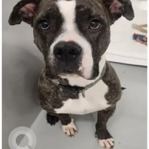 A White-Brown Mix Pit Bull Dog Found from Washington St, Brighton