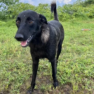 A Black Indie Dog Missing from Kannaikwada, Morjim-2