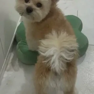 A White-Brown Mix Shih Tzu/Pomeranian Mix Dog Missing from Al Falah