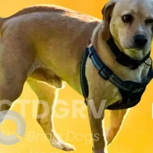 A Light Brown lab mix Dog Missing from Hickory Ln/High Point Ln Area