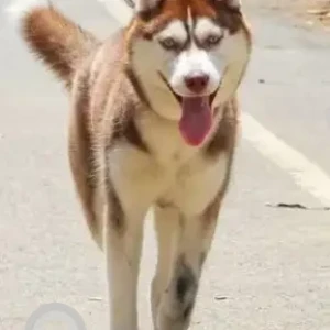 A White-Brown Mix Husky Dog Missing from Kadugondanahalli, Bengaluru