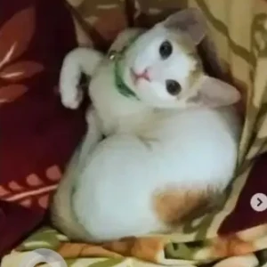 A White-Brown Mix Indie Cat Missing from Bengaluru-2
