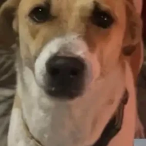 A White-Brown Mix Indie Dog Missing from Gurugram