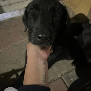 A Black Labrador Dog Found from Pune-2
