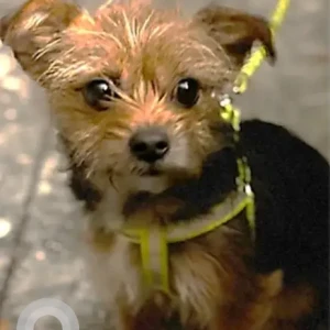 A Black and Brown Yorkshire Terrier Dog Missing from South Street and Laurel Street