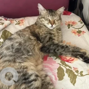 A Black and Brown Indie Cat Missing from Trillium Apartment, Chikkanagamangala