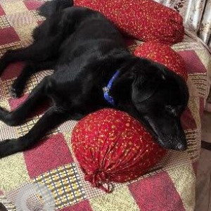 A Black Indie and Labrador cross Dog Missing from Hindon Residential Area, Ghaziabad