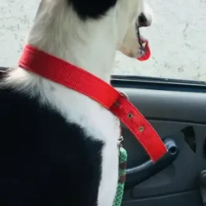 A Black and White Indie Dog Missing from Kanathur-3