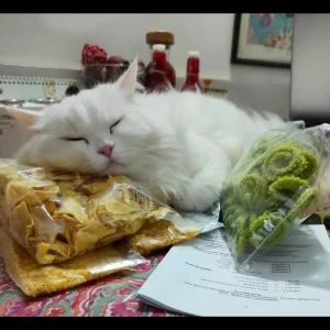 A White Persian Cat Missing from Shivaji Nagar, Bengaluru-2