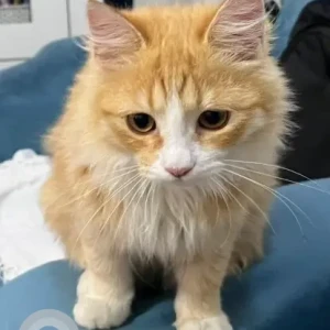 A White-Brown Mix Domestic Longhair Cat Found from Khalifa City A