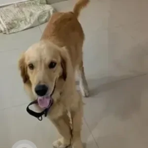 A Brown Golden Retriever Dog Found from Krishnarajapura, Bengaluru-3