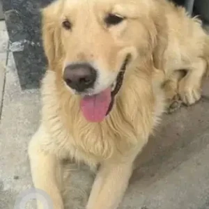 A Golden Golden Retriever Dog Found from BSK, 6th stage, RV architecture college
