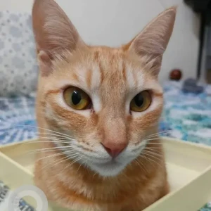 A Orange Ginger cat Cat Missing from Mathikere