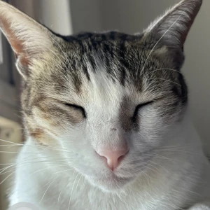 A Grey-White Mix Indie Cat Missing from Nyati Iris Yucca, Mohammadwadi-3