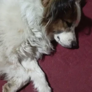 A White-Brown Mix Pomeranian Dog Found from Kapan, Akashedhara-2