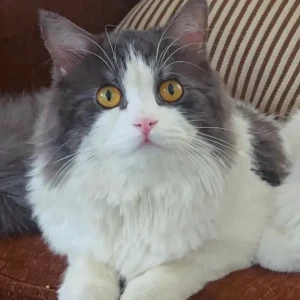 A Black and White Persian Cat Missing from Krishna Layout, Hulimavu