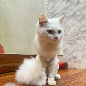 A White Persian Cat Missing from Chowk, Chakan